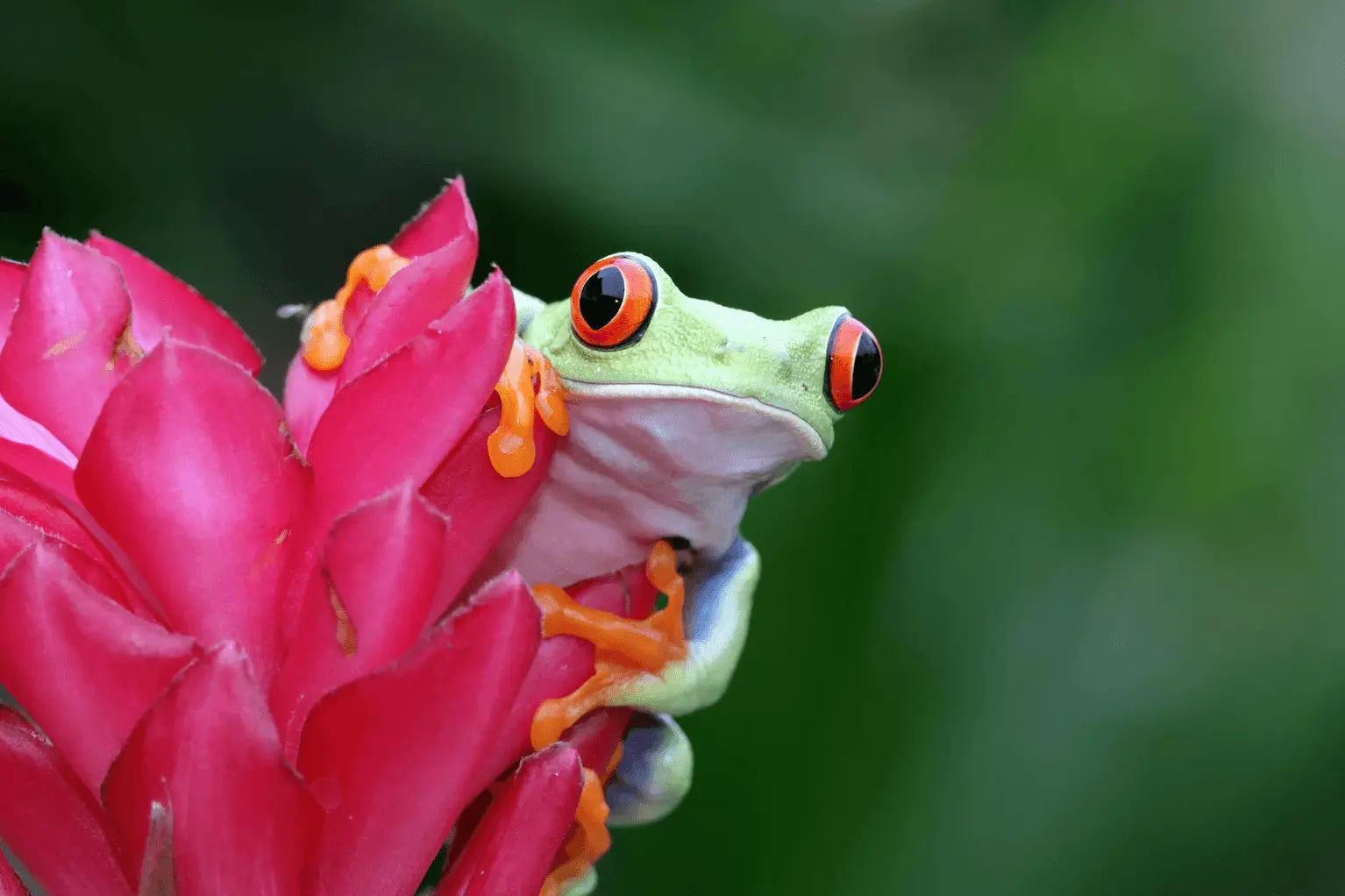 A Costa Rican Getaway You Will Never Forget - JetLife Vacations Travel Agency