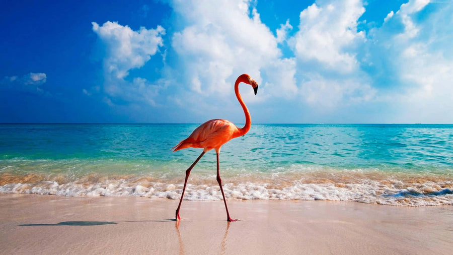Aruba 