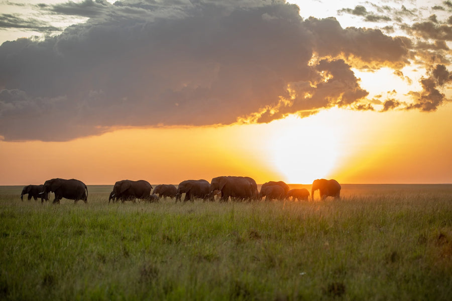 Kenya Past Guests