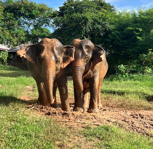 April 7th  | Elephant Sanctuary Experience
