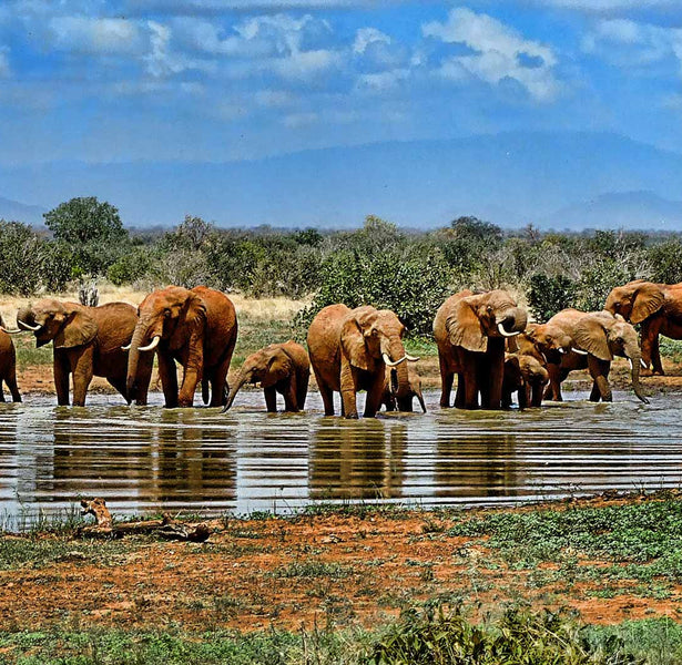 Sunrise Safari, Bush High Tea, & Sundowners at the Watering Hole